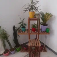 استندگل