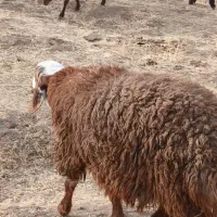 سلام یه عدد گوسفند گمشده هرکس پیدا کرد خبر بده