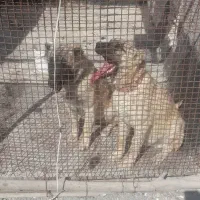 سگ سرابی|سگ|اردبیل, |دیوار