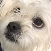 واگذاری شیتزو