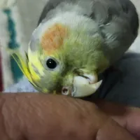 عروس هلندی گم شده