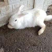 خرگوشای نر و ماده بالغ یک ساله دونه ای 400