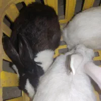 خرگوش