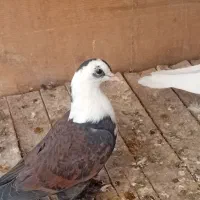کل سفید|پرنده|قم, شاه سید علی|دیوار