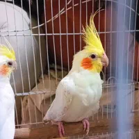 عروس هلندی نر و ماده