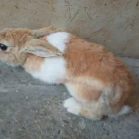 خرگوش خانگی