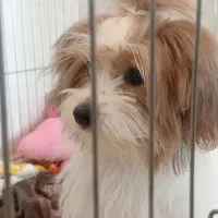 شیتزو. فوری|سگ|تهران, المهدی|دیوار