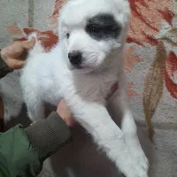 الابای نر و ماده|سگ|سیمین شهر, |دیوار