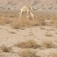 فروش کره شتر ۸ماهه شهر ارد گراش|حیوانات مزرعه|ارد, |دیوار