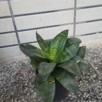 گل قشنگ|گل مصنوعی|یزد, |دیوار