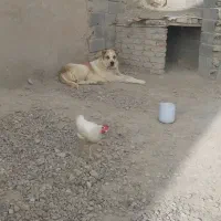 سگ نگهبان|سگ|قوچان, |دیوار