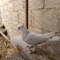 کبوتر عالی ماده