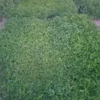 شتیل نشا گوجه
