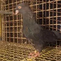 پرنده کبوتر زاغ کاکل لوت