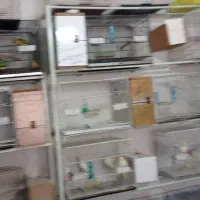 واگذاری پرنده فروشی وکلی لوازم جانبی قفس وپایه