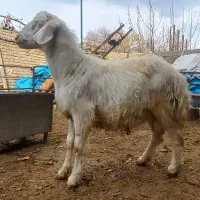 بره قوچ گوسفند میش شیشک|حیوانات مزرعه|ملایر, |دیوار