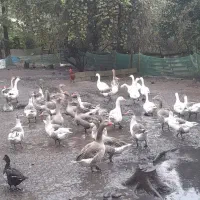 قوغاز