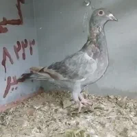 کبوتر|پرنده|آبگرم, |دیوار