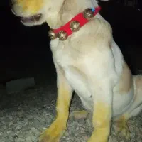 واگذاری پژدر