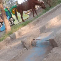 اسب مادیون سهساله|اسب و تجهیزات اسبسواری|فهرج, |دیوار