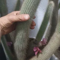 کاکتوس.معاوضه|گل و گیاه طبیعی|سهند, |دیوار