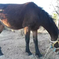 اسب مادیان با کره نر