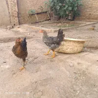 جوجه نژاد دار