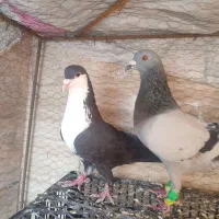 کفتر|پرنده|سده (خراسان جنوبی), |دیوار