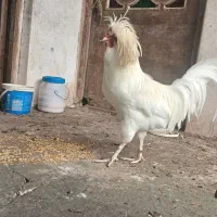 خروس کاکولی تاج دار|حیوانات مزرعه|لاهیجان, آهندان|دیوار