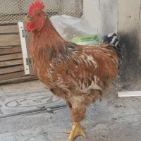 خروس درشت