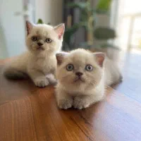 بریتیش بلوپوینت خاص ترین رنگ|گربه|تهران,  امام زاده قاسم (نیاوران)|دیوار