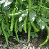 بذر باقلا رقم برکت یکتا بذر|عمده‌فروشی|ششده و قره بلاغ, |دیوار