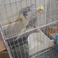 عروس هلندی