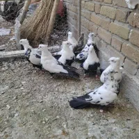 کبوتر دمی|پرنده|شیراز, حومه شیراز|دیوار