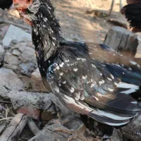 مرغ گلین