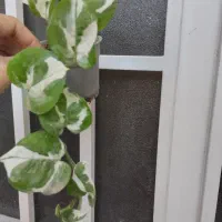 گل پتوس ۲۰ تومنی