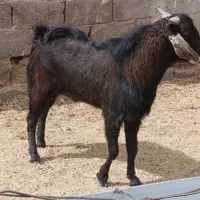 کره نر پلواری چاق تبری جو خورده وزن 40کیلو