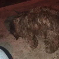 سگ شیتزو تربیت شده