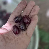 برنج و گردو و زغال اخته خشک.|خوردنی و آشامیدنی|الوند, |دیوار