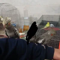 دو عدد عروس هلندی دستی