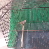 ماده اورنج تازه بالغ آماده جفت