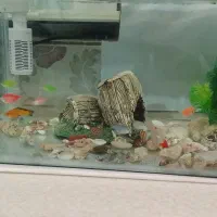 اکواریوم با وسایل و ماهی