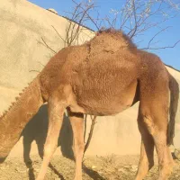 شتر چاق پرواری|حیوانات مزرعه|مشهد, انصار|دیوار