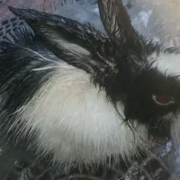 خرگوش|موش و خرگوش|میناب, |دیوار