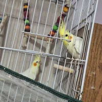 یک جفت عروس هلندی