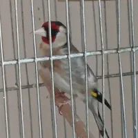 سهره نر قرص بخون