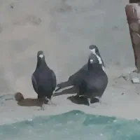 کفتر نر پر|پرنده|خاش, |دیوار