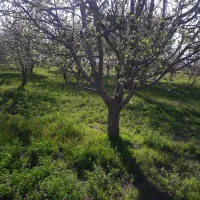 باغ وباغچه زراعی|فروش دفتر صنعتی، کشاورزی، تجاری|محمدبار, |دیوار