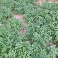 بوته گوجه فرنگی،مشهدی ومحلی،فلفل دلمه،بادمجان دلمه