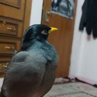 مینا اصل افغان سخنگو دستی